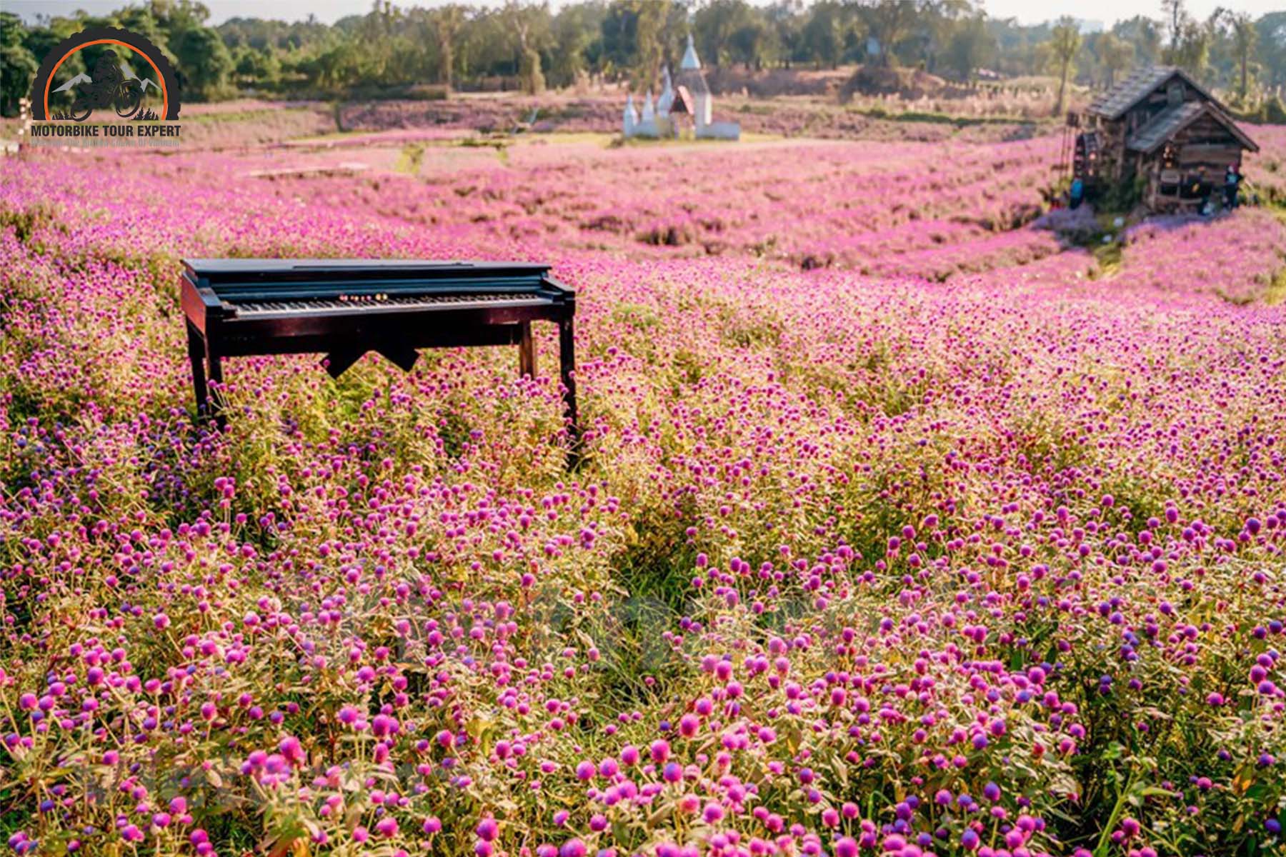 The Long Bien Flower Plateau mesmerizes with its breathtaking beauty