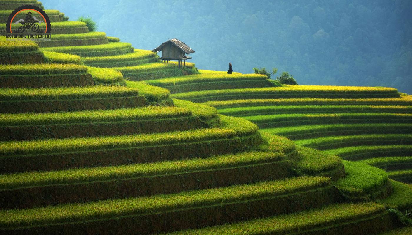 Mu Cang Chai, the symphony of the golden season in the high mountains