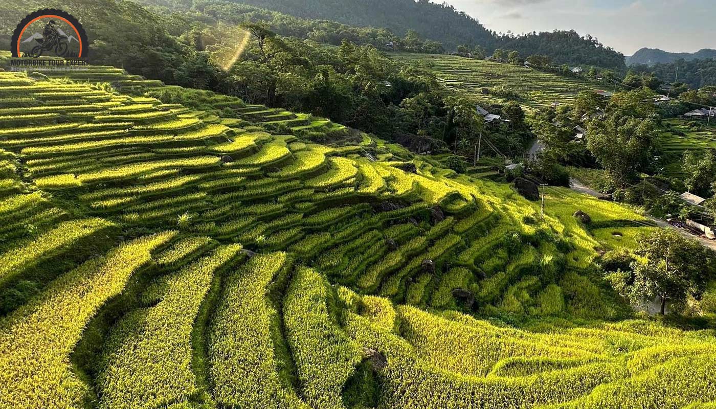 The rice terraces gracefully wrap around the hills
