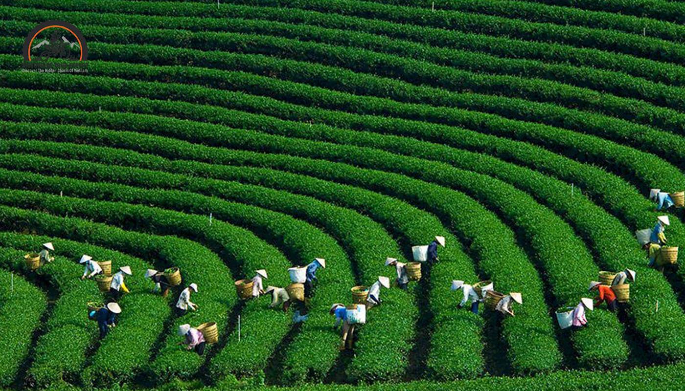 Moc Chau’s tea plantation