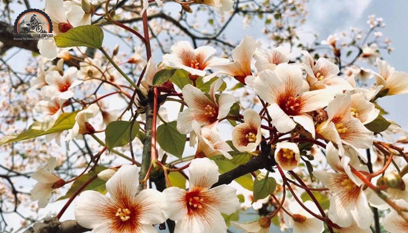 Trau flower is one of the must-see flowers in Ma Pi Leng