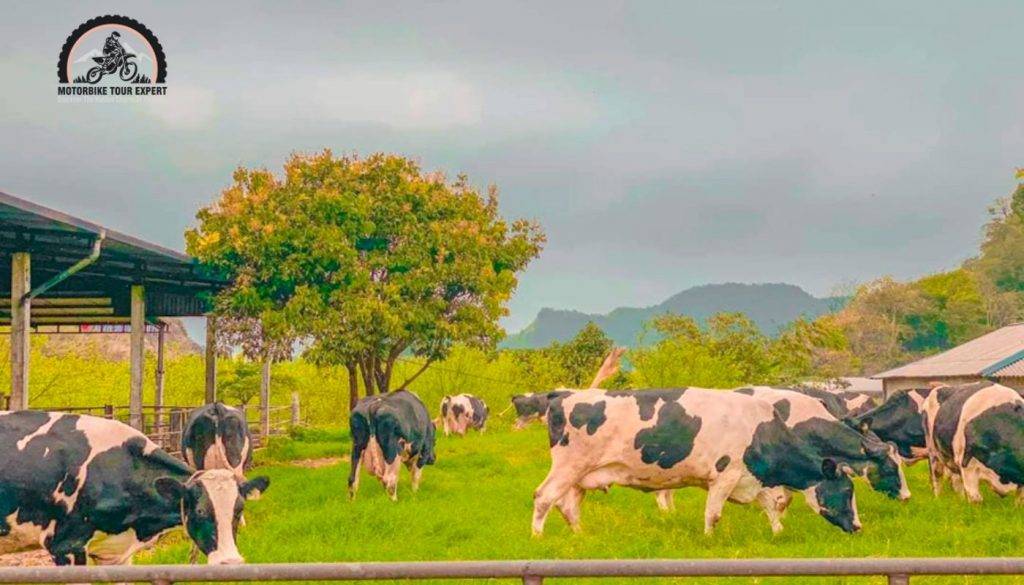 10 Things To Do In Moc Chau For FirstTime Travelers