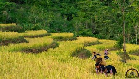 Enjoy the special fragrant of rice paddies