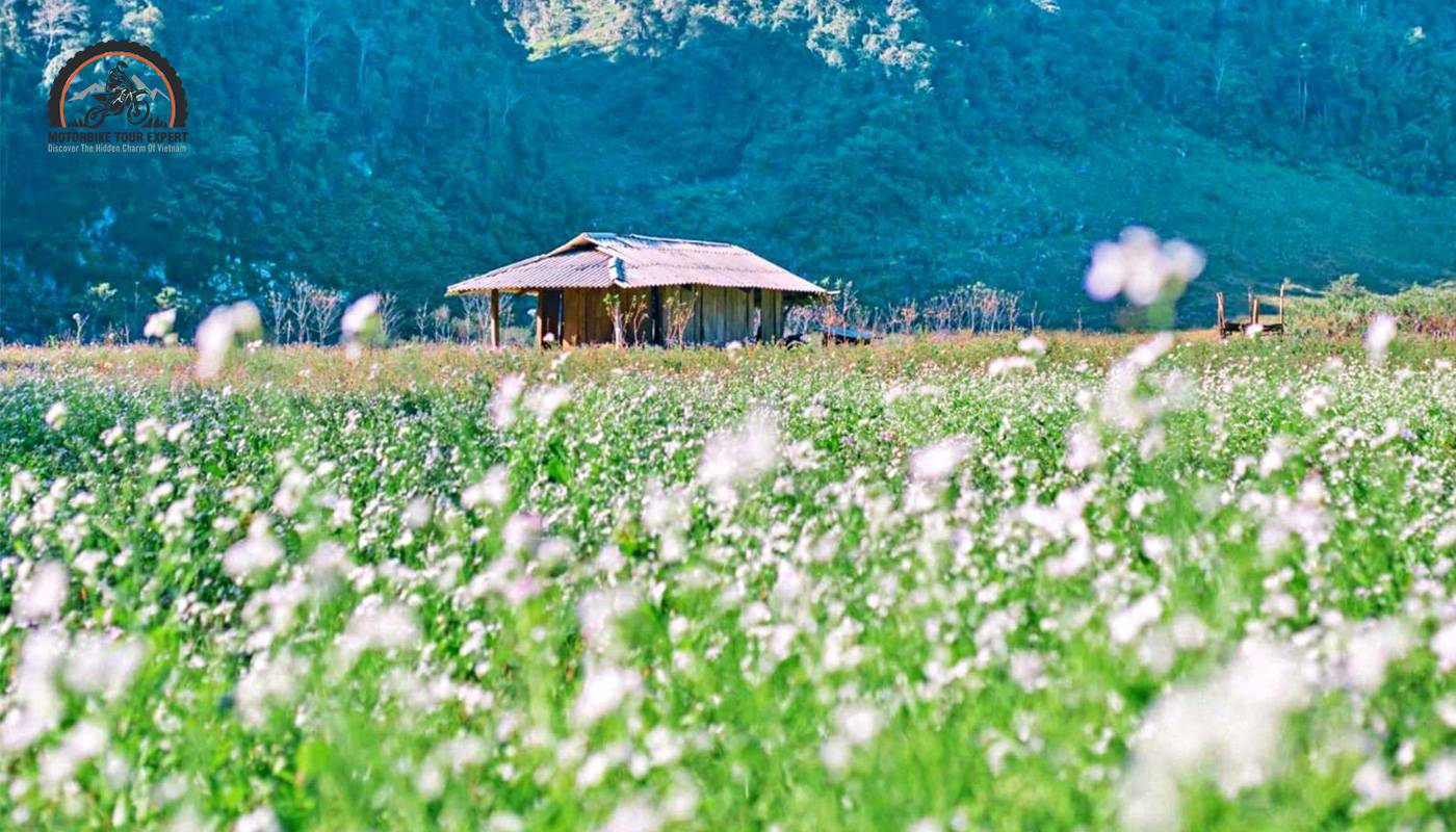 The best season to join Mai Chau Valley Tours for Ban flowers