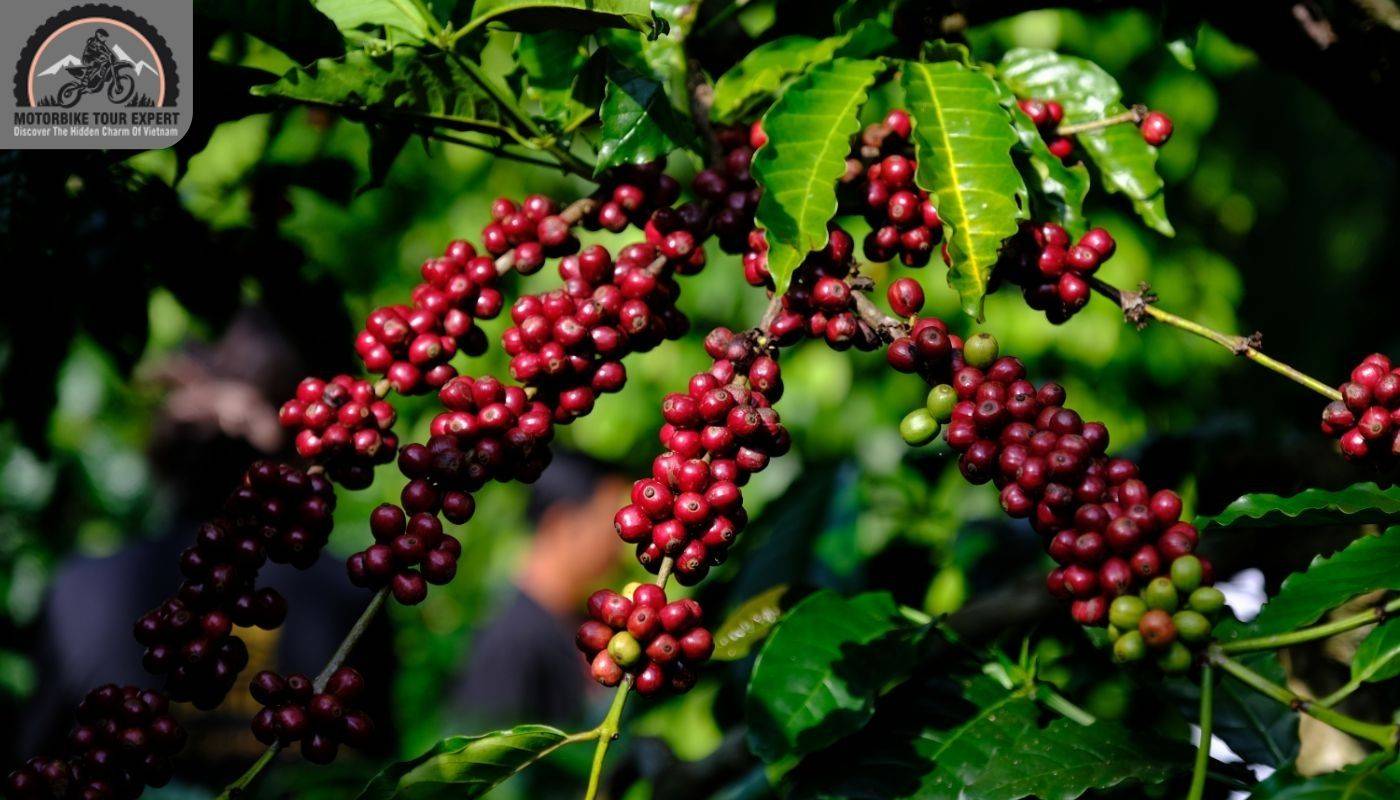 Coffee is grown on rich basalt soil