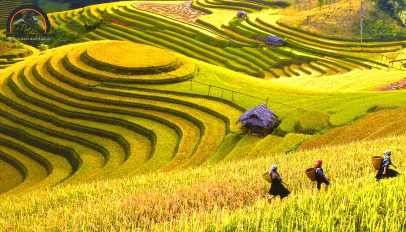 Mai Chau is immersed in the golden color of ripe rice season