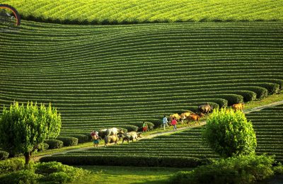 Moc Chau is renowned for its lush tea plantations, picturesque flower fields, and majestic mountain ranges