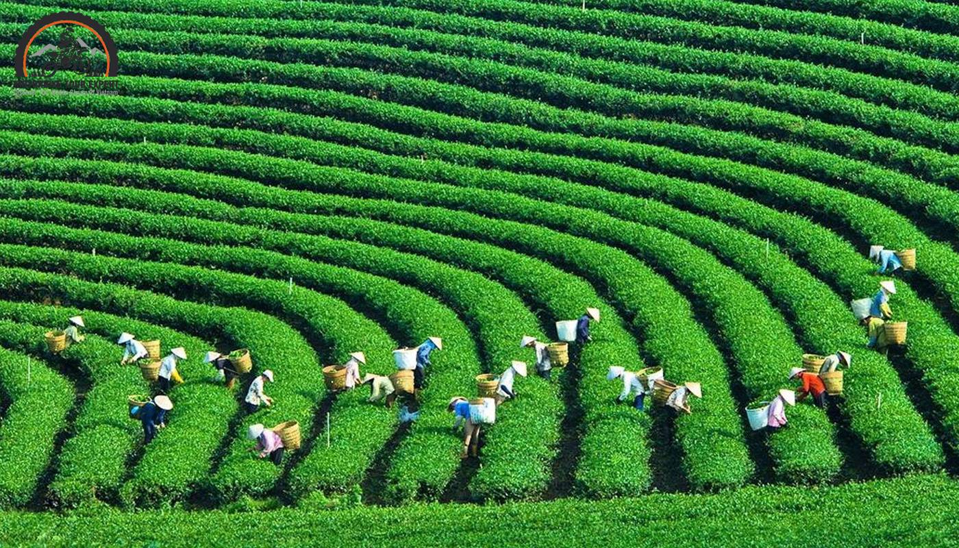 Moc Chau tea hill and the beauty of labor on the farm