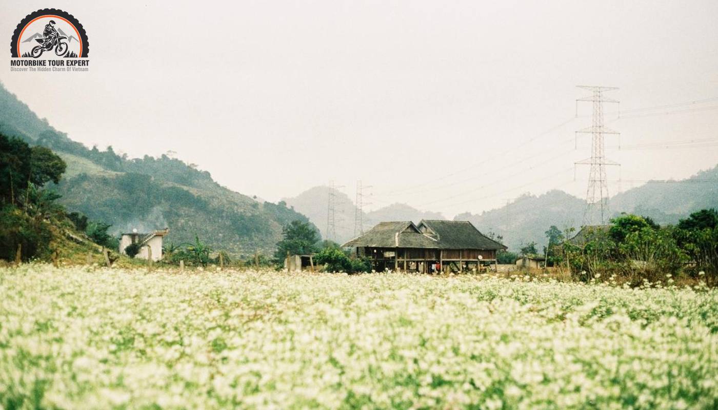 Pa Phach village, a flower paradise on the Moc Chau plateau