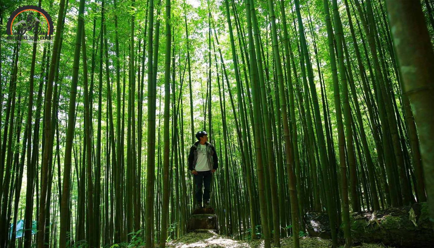 Pung Luong bamboo forest provides a peaceful moment