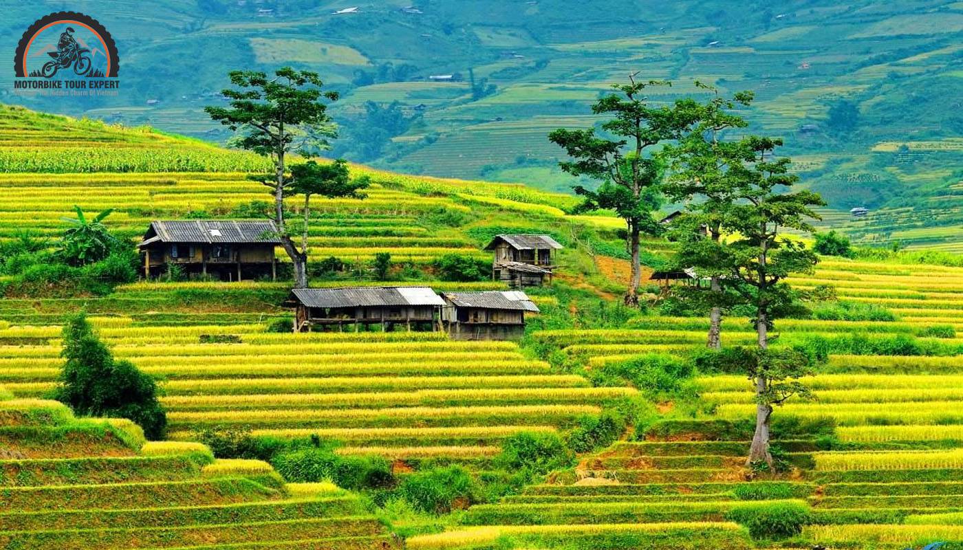 The beauty of ripe rice fields in Mui Giay