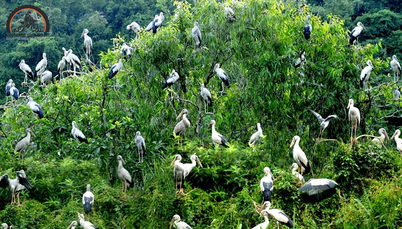 Discover many different types of birds when coming to Thung Nham Bird Garden