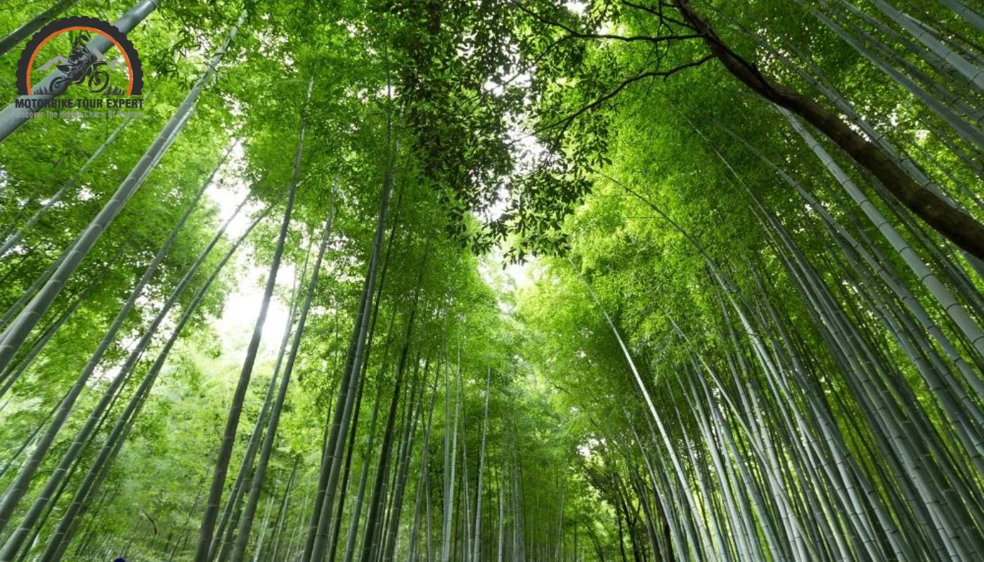 Hidden trail through a towering bamboo forest, creating a cool shaded canopy