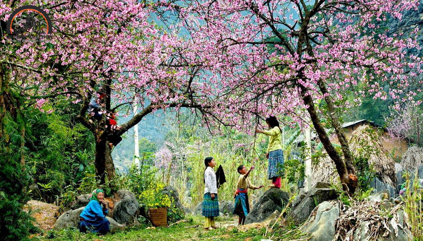 The scenery of wild peach blossoms when coming to Sapa Heaven's Gate in the early spring days of February