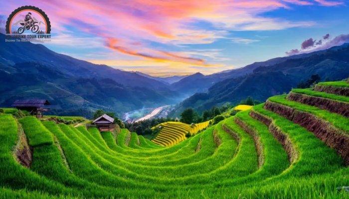Places to Visit in Sapa: Exploring the Highland Gems|Selling dog at Bac Ha Market is a most famous activity at this market|Hidden trail through a towering bamboo forest