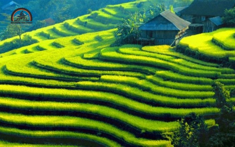 Hoang Su Phi terraced fields