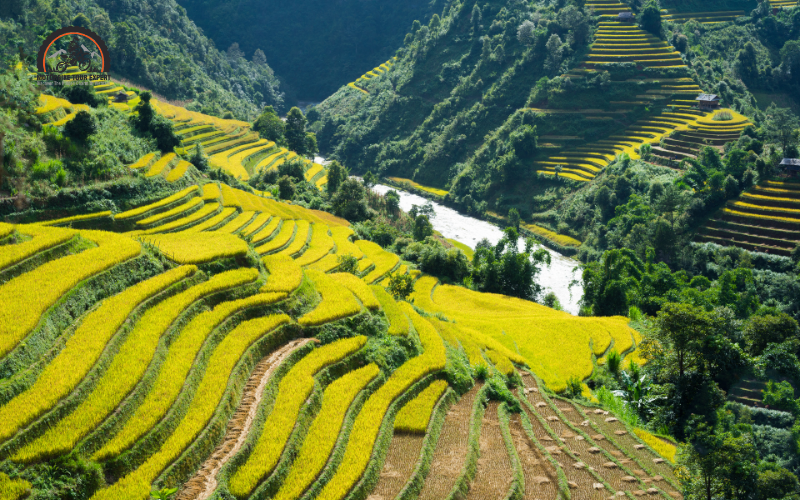 Terraced fields in Sapa