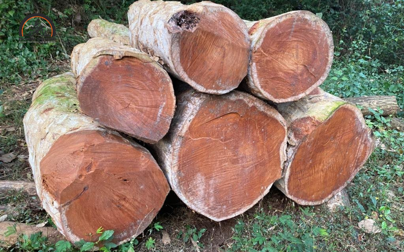 Jackfruit wood