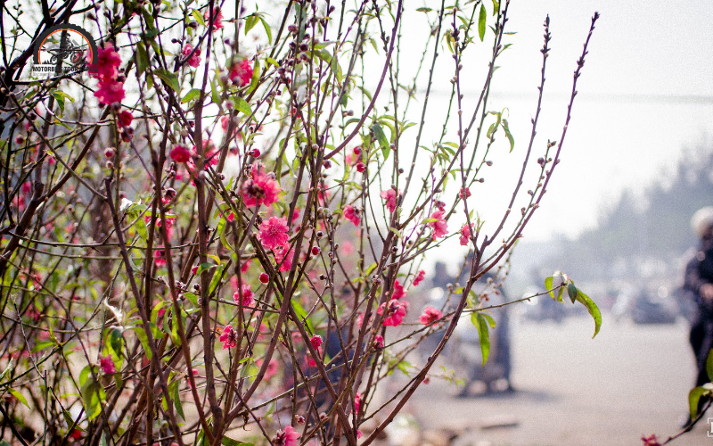 Best time to visit North Vietnam - Spring
