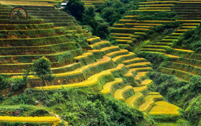 Visiting Mu Cang Chai Terraced fields is one of the top things to do when you’re on a Khau Pha Pass trip