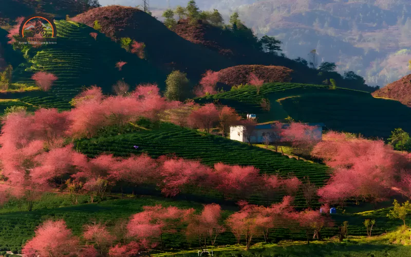 O Quy Ho Tea Hill