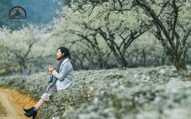 Moc Chau in Son La province is a refreshing winter retreat